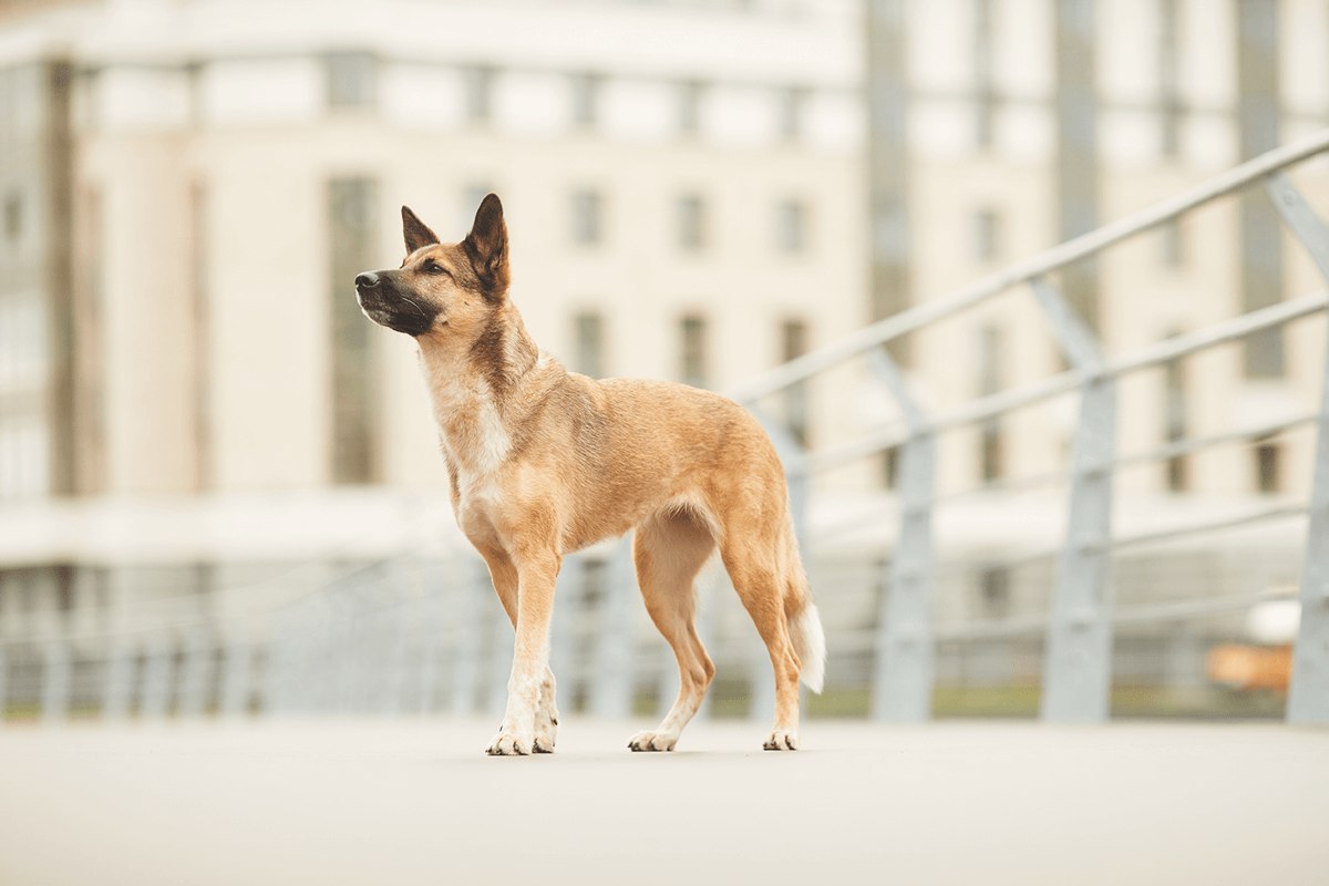 Meeting stray dogs – What to do