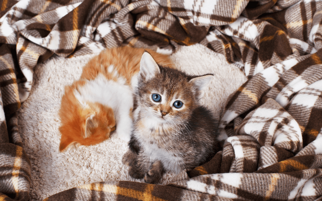 How can I help raise two abandoned newborn kittens?