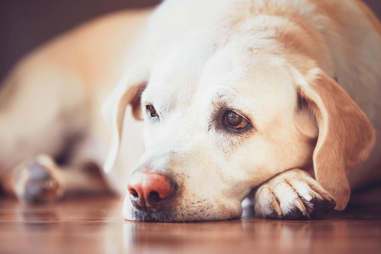 Geriatrics – How to take care of my senior pet?
